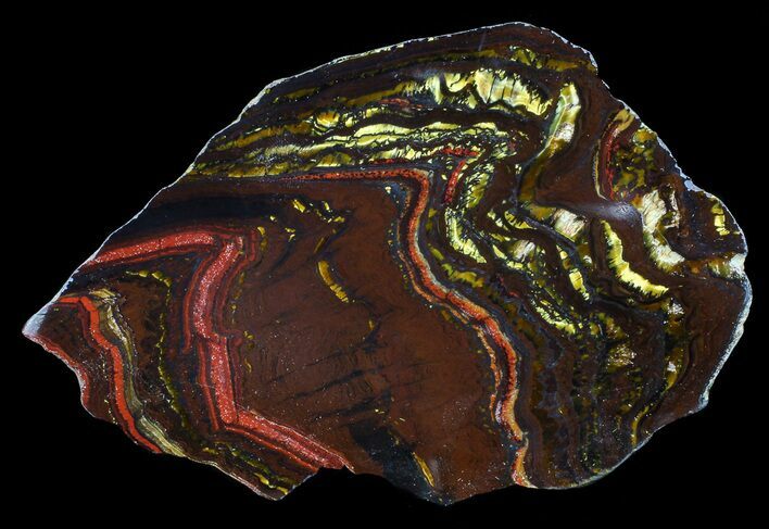 Polished Tiger Iron Stromatolite - ( Billion Years) #65341